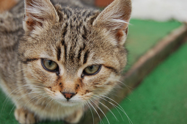 В глаза смотреть! кошка кот котёнок взгляд глаза гордость подозрение