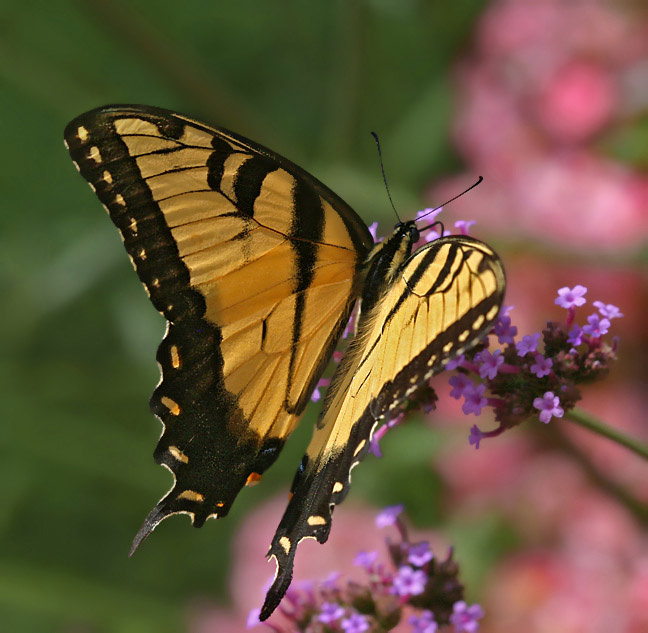 butterfly 2 