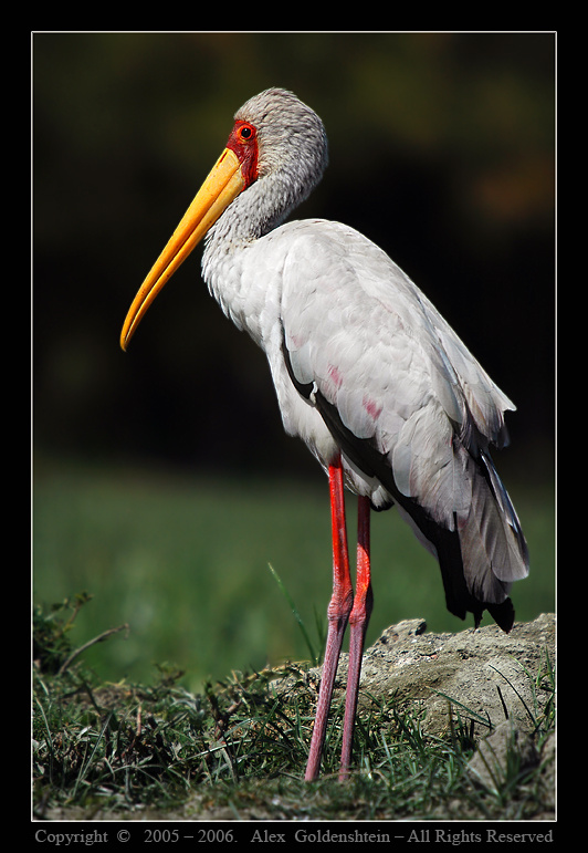 КЛЮВАЧ ЖЕЛТОКЛЮВЫЙ (Mycteria ibis) Клювач-Желтоклювый (Mycteria-ibis) Африка, Кения, озеро, Найваша