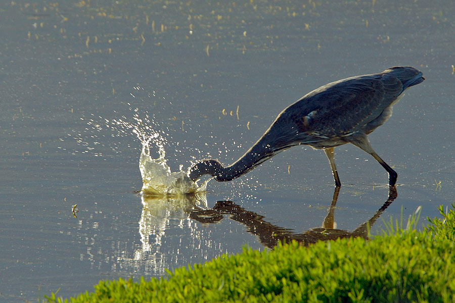 Плюх #2 Большая голубая цапля, Ardea herodias, Лагуна Малибу, Great Blue Heron, Malibu Lagoon, California