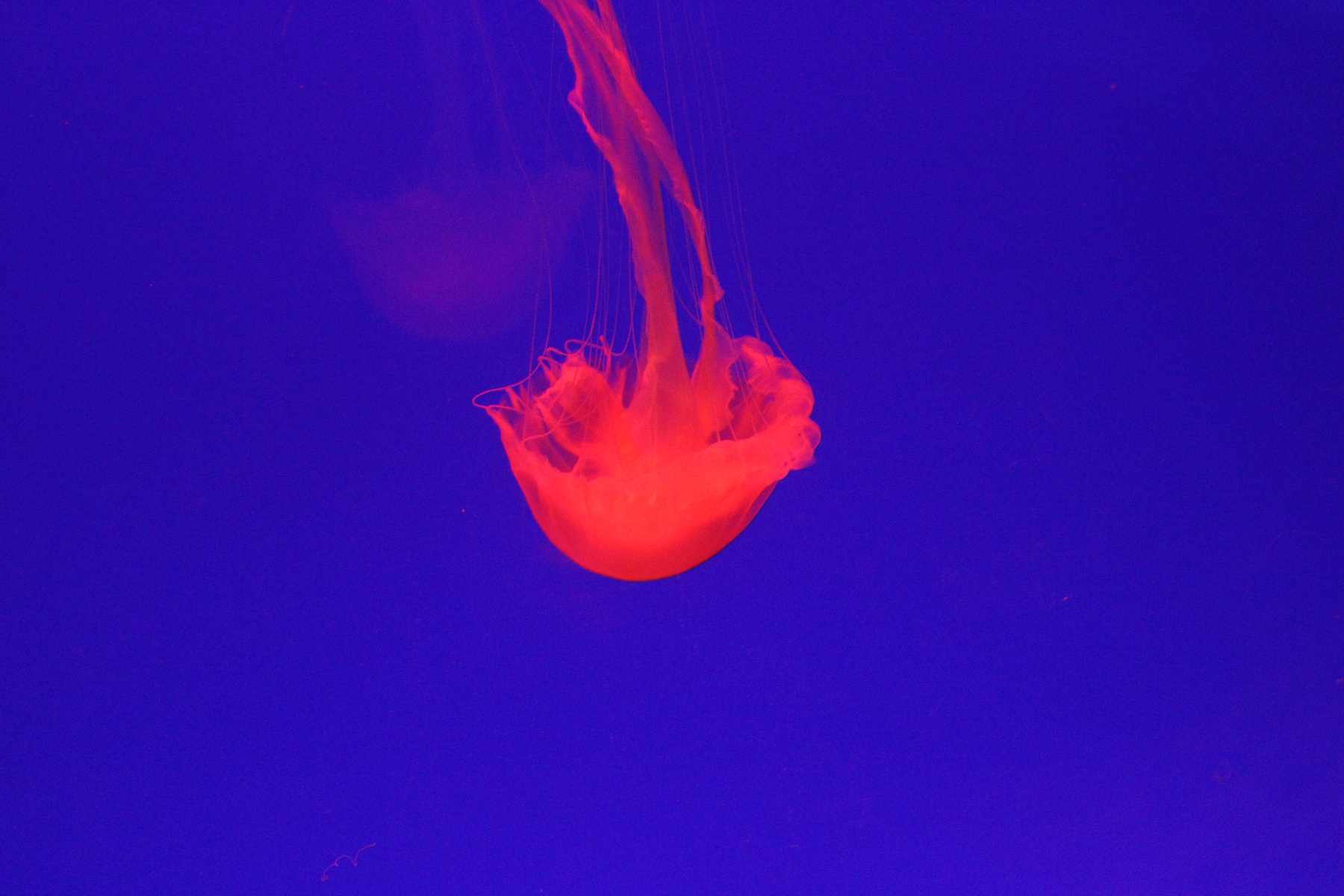 Jellyfish 