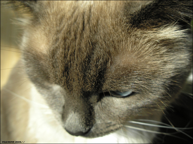 *** кошка