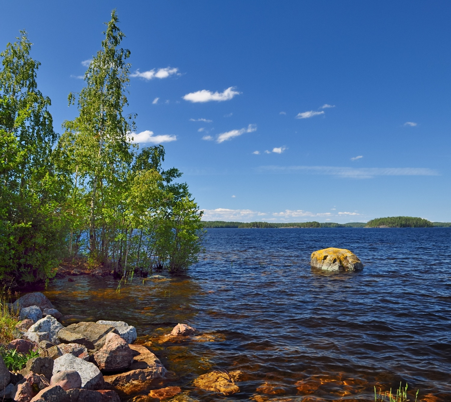 Березки. Лето береза (Betula) лето Хельсинки birch summer Helsinki