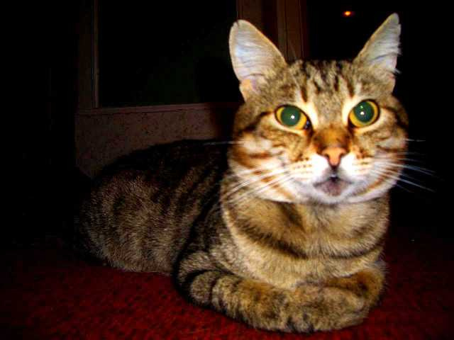 Я внимательно ВАс слушаю!! котейка