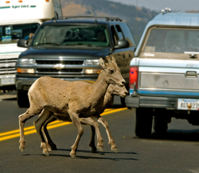 По своим делам Снежный баран, Ovis canadensis, Bighorn Sheep, Mt. Washburn, Yellowstone National Park