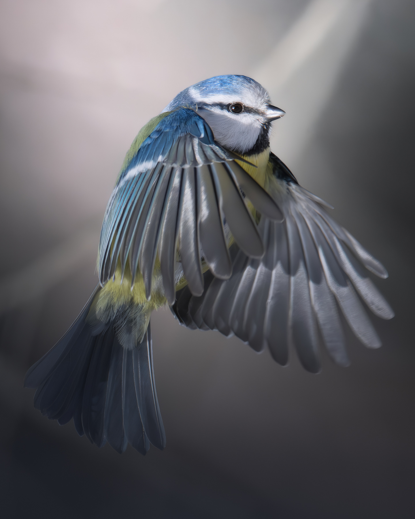 Обыкновенная лазоревка (Cyanistes caeruleus) 