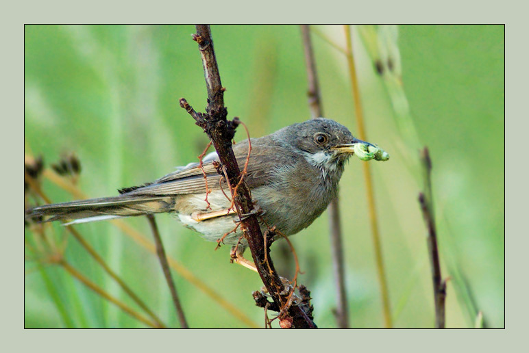 Серая славка серая славка sylvia communis whitethroat