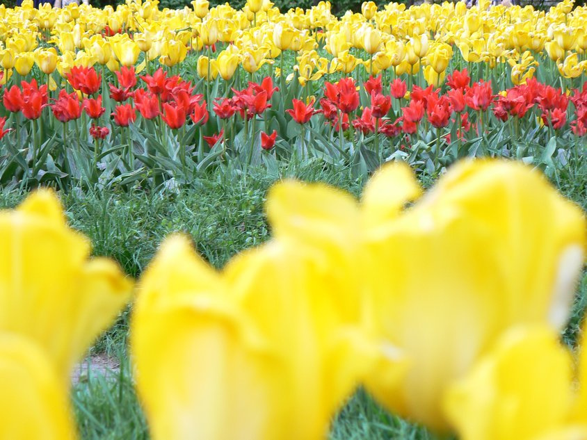 Tulips лето тюльпаны