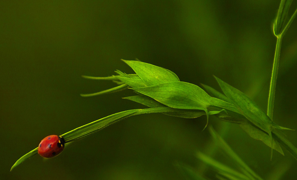 red-green contrast II 