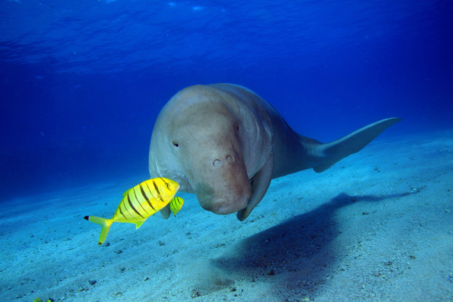 Dugong dugong marsa alam