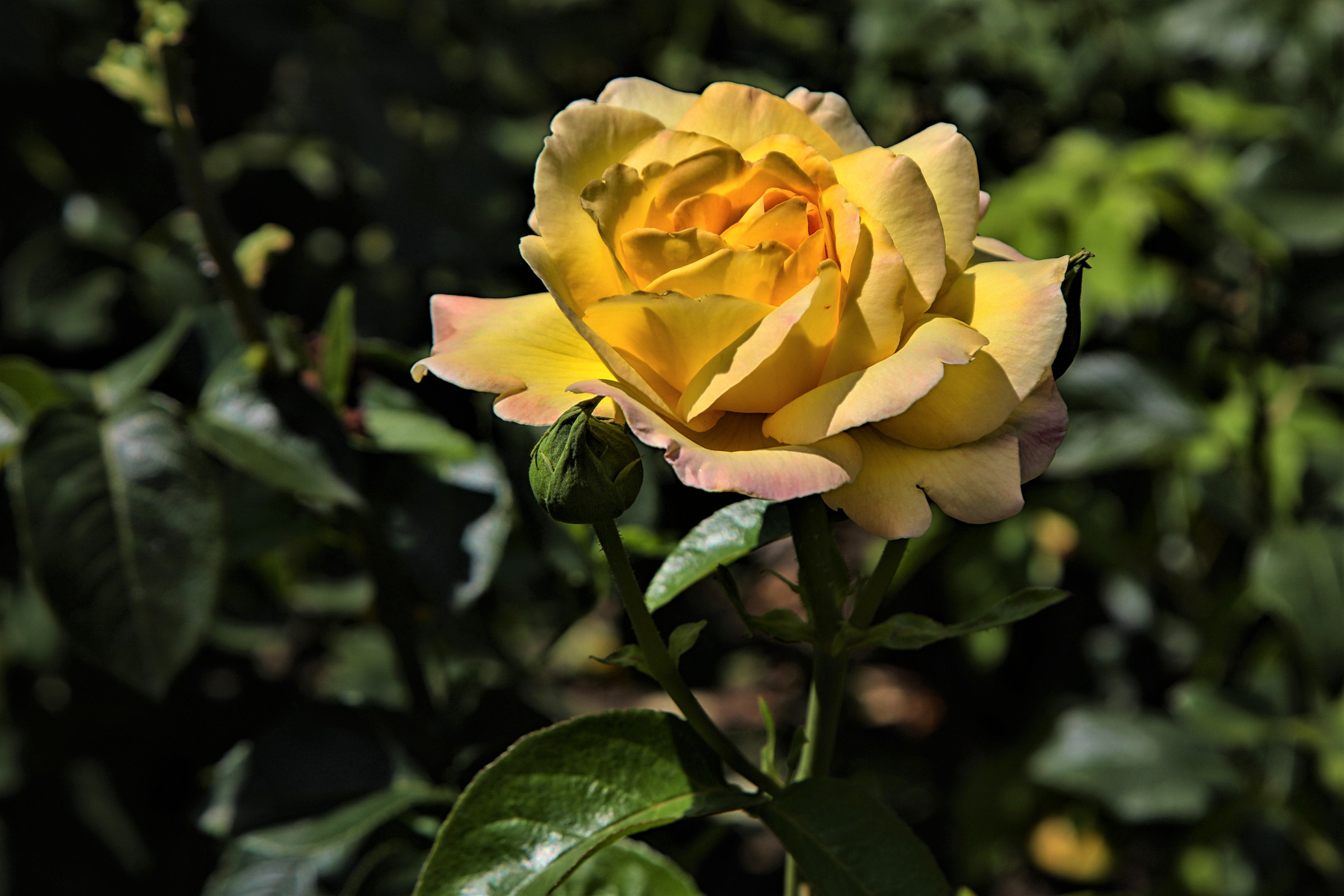 роза роза