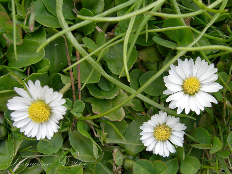 Bellis (Daisy) springtime nature plant flowers