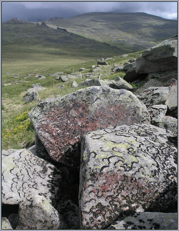 Лишайник камни горы тундра лишайник