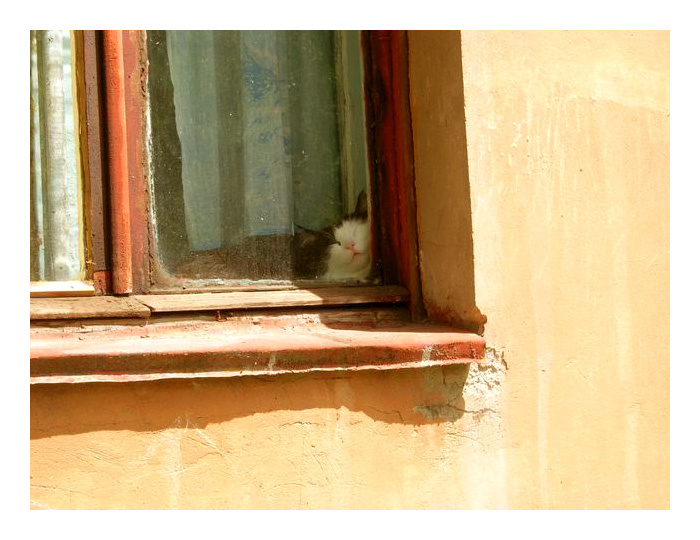 *** кот, улыбка, окно