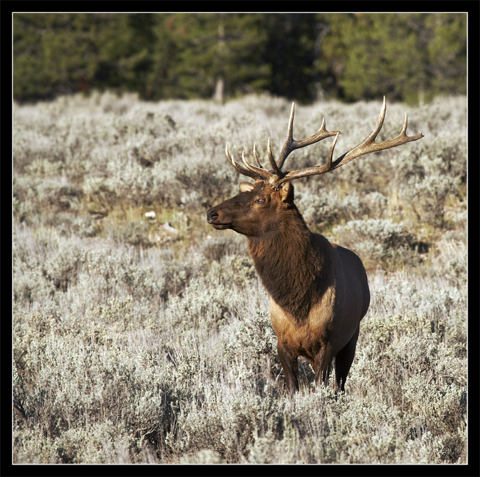 Bull elk. Yellowstone. elk, yellowstone, олень