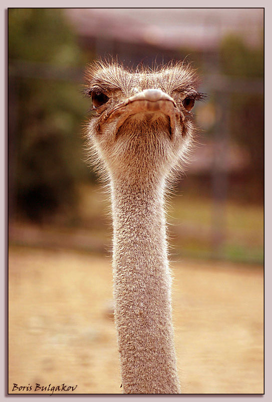 Сам(а) ты змея! Страус змея зоопарк