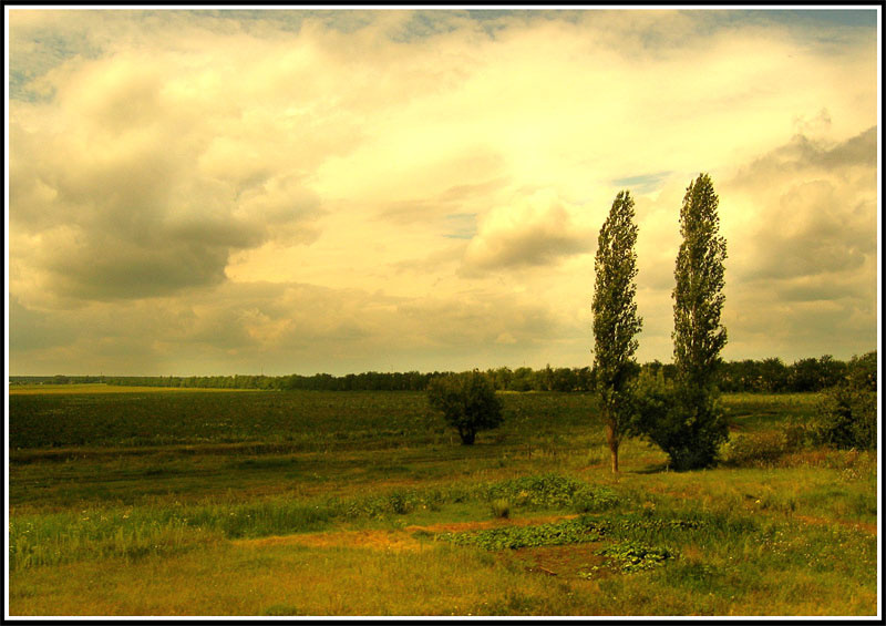 ...два тополя... 