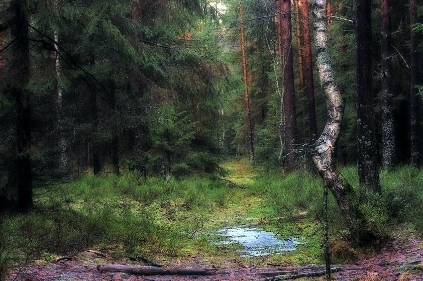 раскраска 