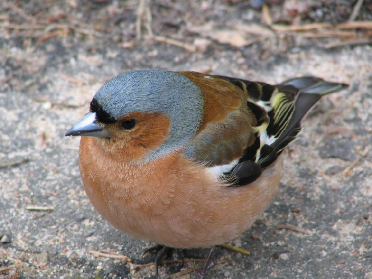 Зяблик (Fringilla coelebs) зяблик (Fringilla coelebs) птица пернатый друг