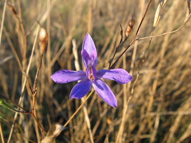 Blue asterisk звездочка, цветок, осень