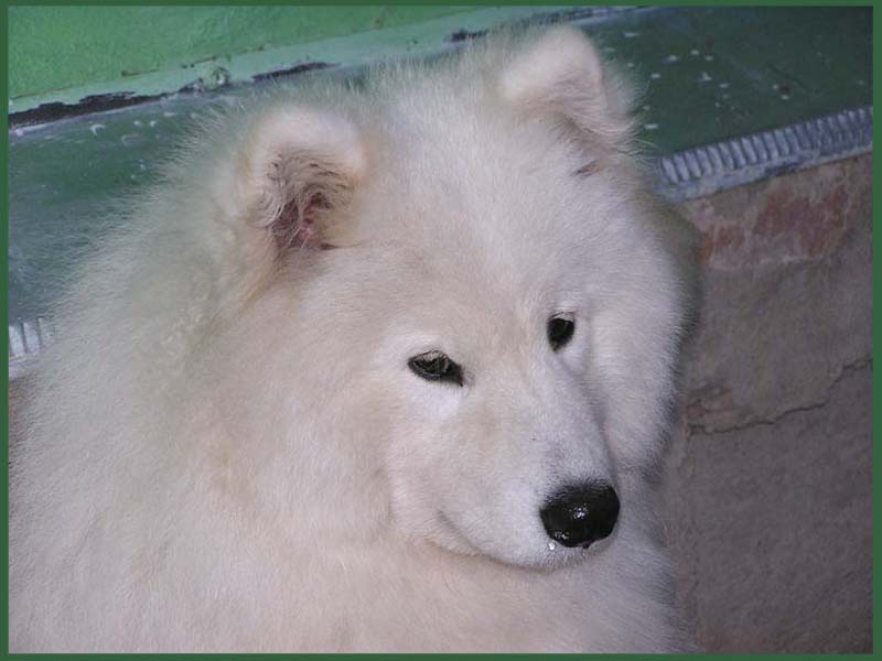 Задумался... самоед