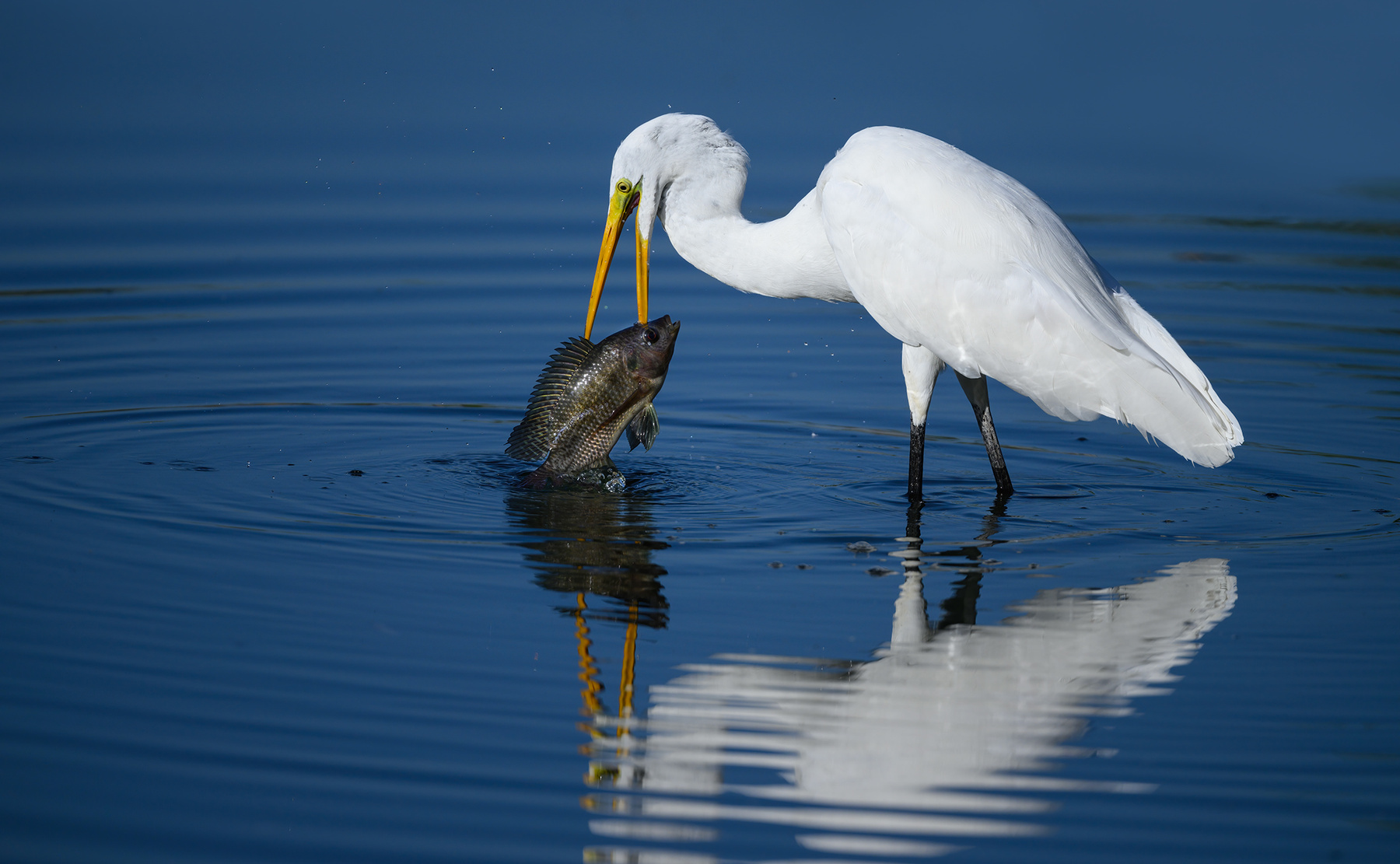 Great egret 