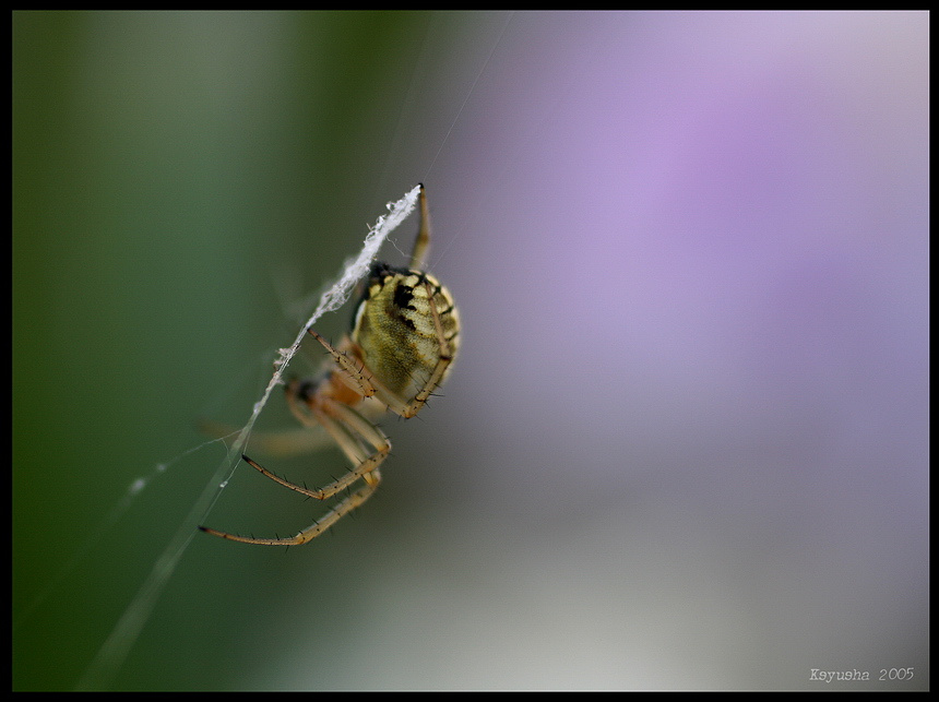 spider 