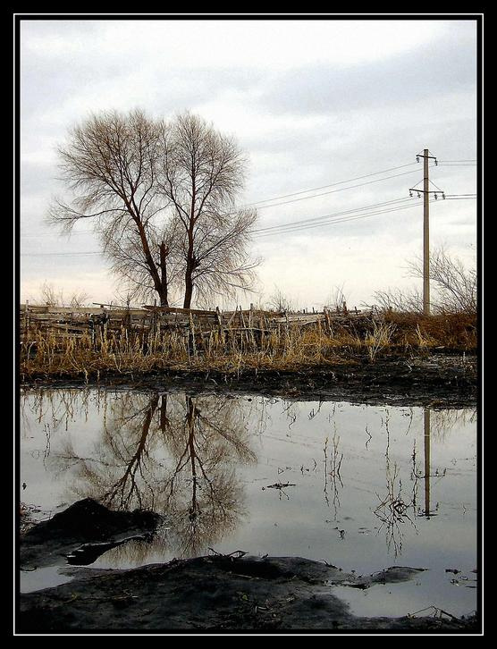 дерево 