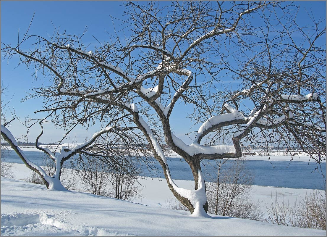 Зимняя яблоня. Декабрь снег река 