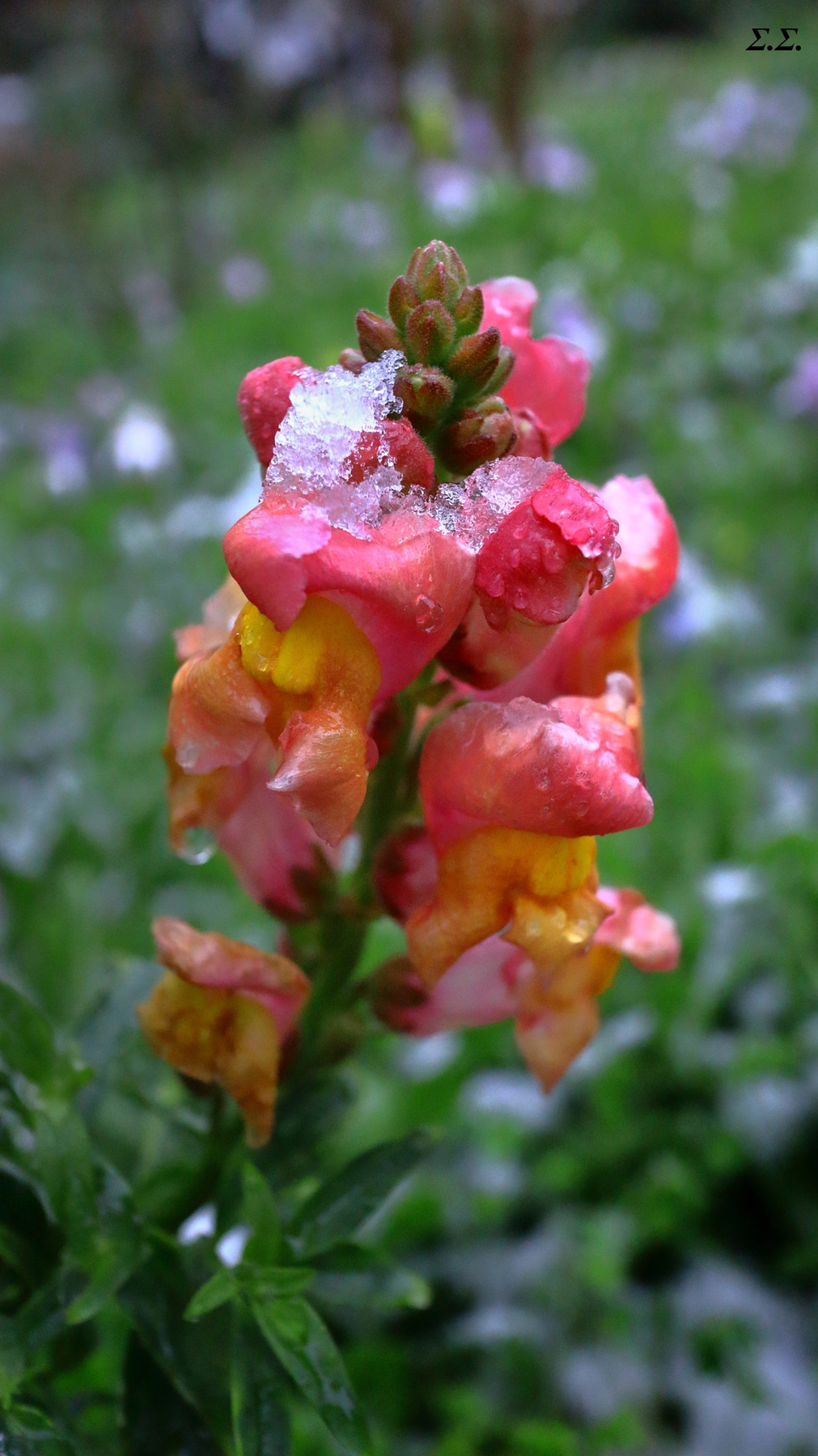 FROZEN FLOWERS 
