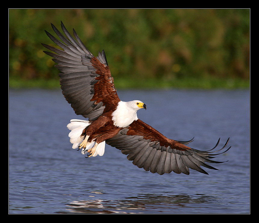 Fish Eagle 