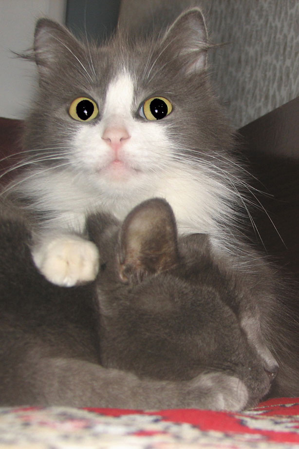 Кошка на кошке 
