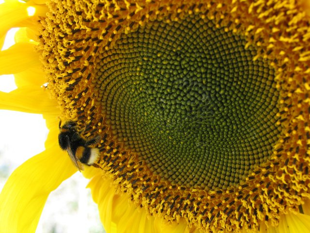 Bumble-bee 