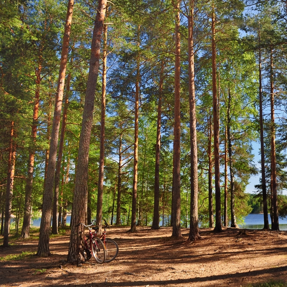 Среди сосен, или "парковка" сосны жара берег озеро Сайма Финляндия pine-tree lake Saimaa Finland