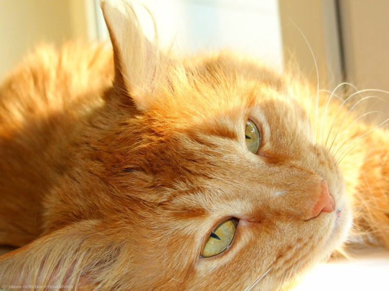 весенний кот весна рыжий кот