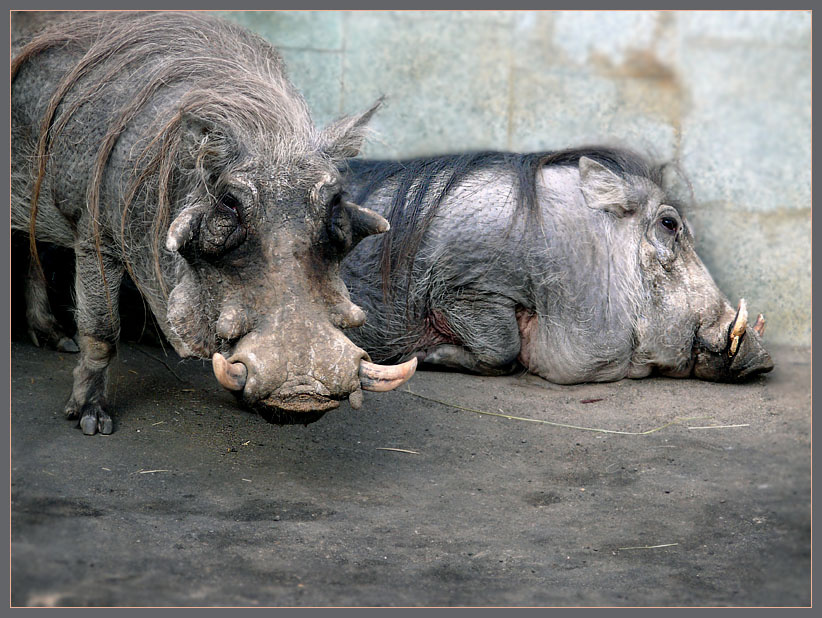 Я тебя никому не отдам! Африканский бородавочник, Phacochoerus aethiopicus