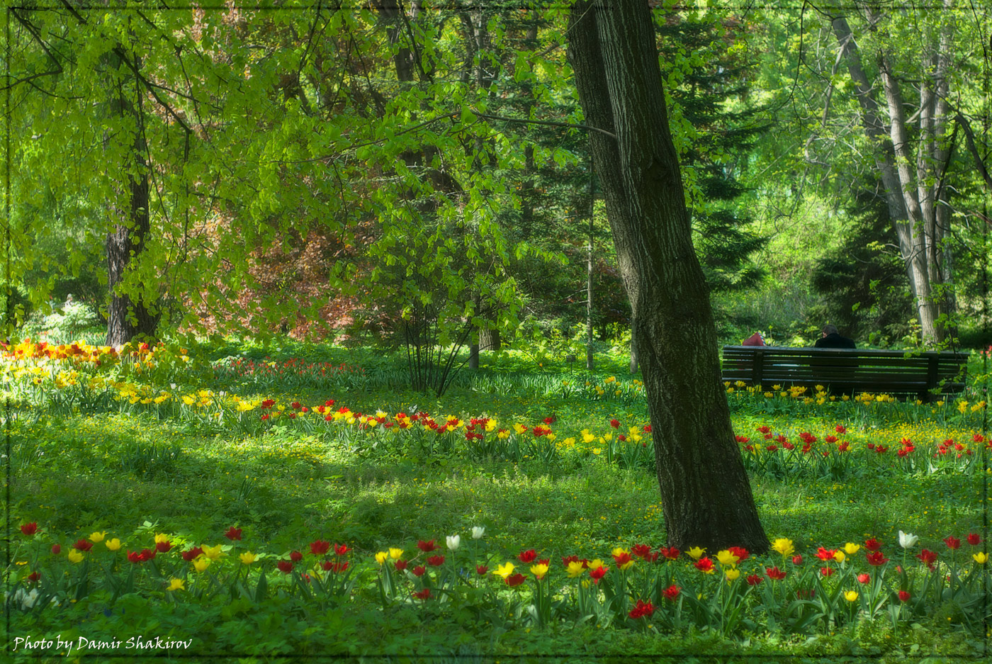 Московский парк тюльпаны 