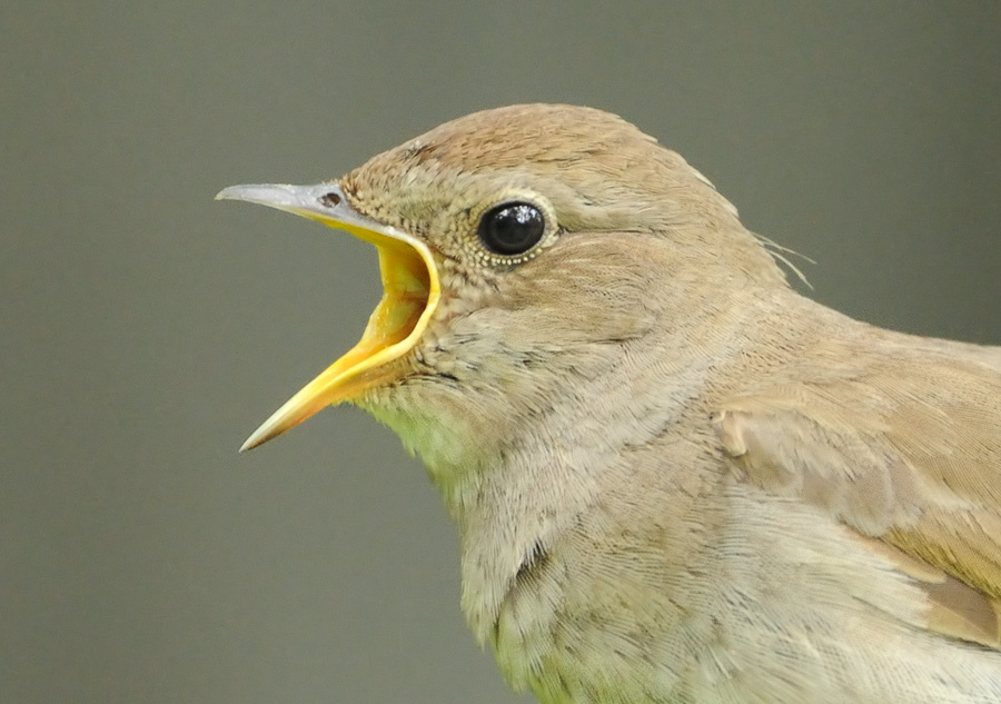 Смотреть соловья Соловей, Thrush Nightingale, Luscinia
