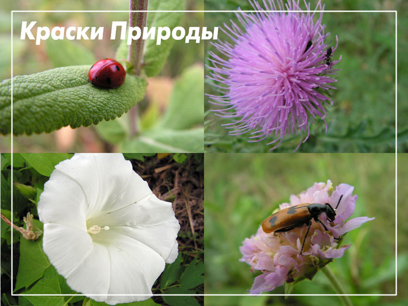 Мой край родной, тебя я не предам 