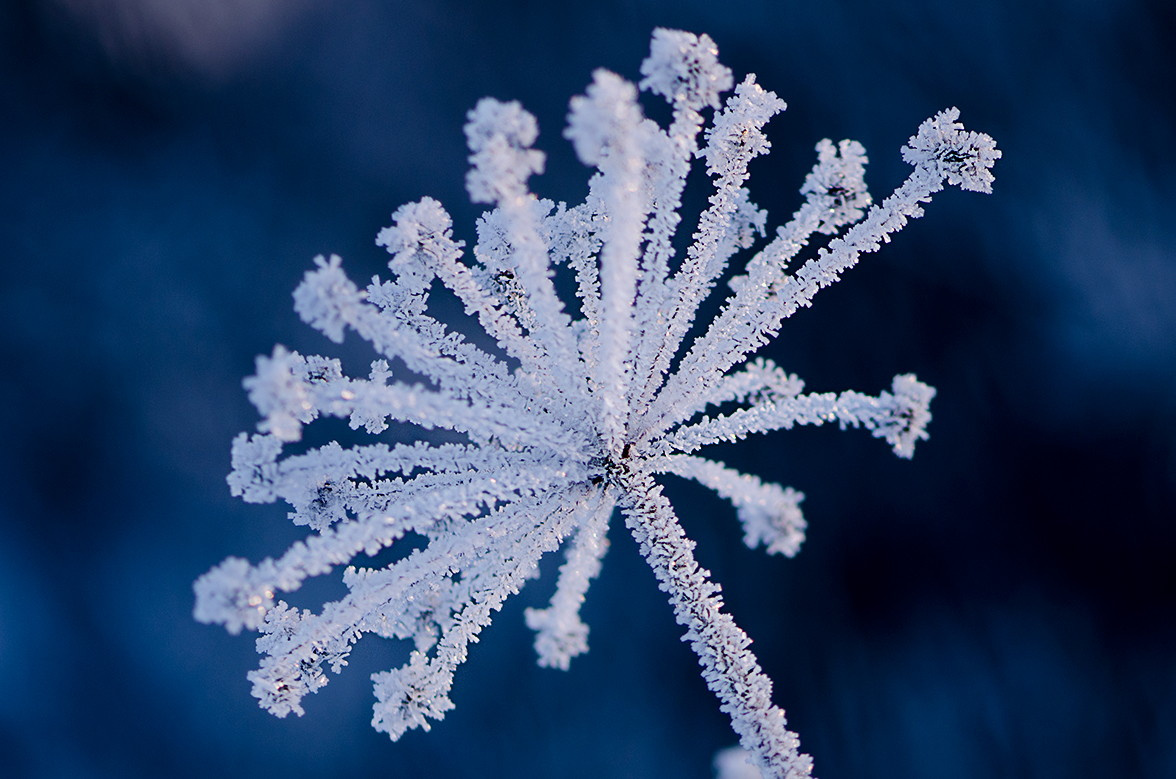 ice flower macro flower ice