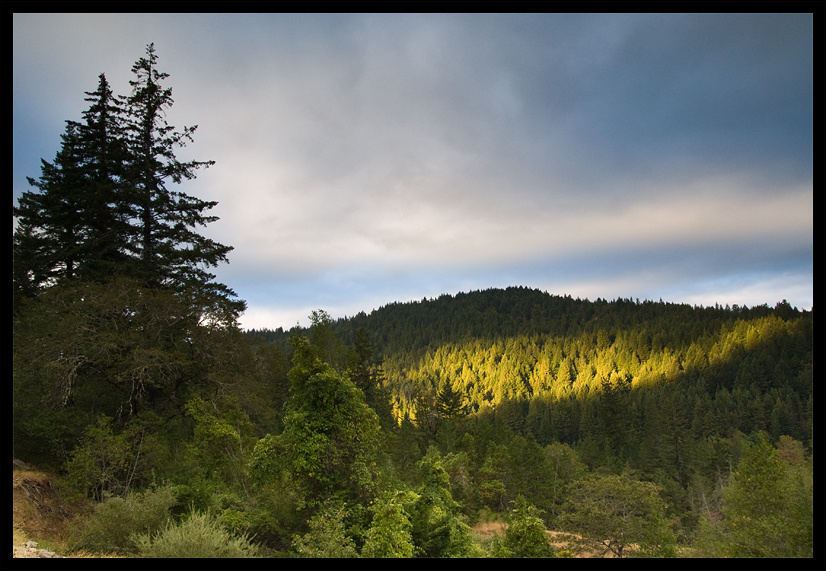 Sunrised forest 