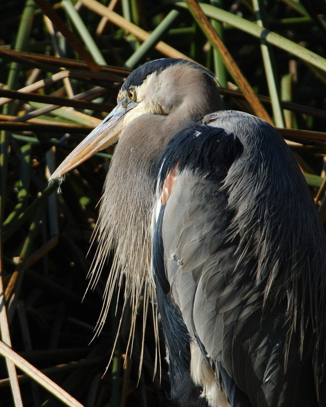 Great Blue Heron Great Blue Heron