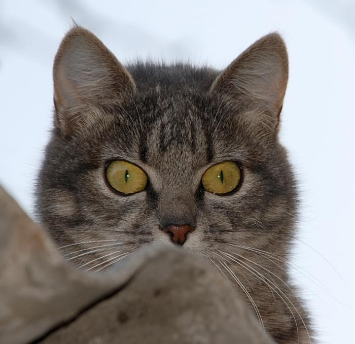 Я слежу за тобой! кошка глаза