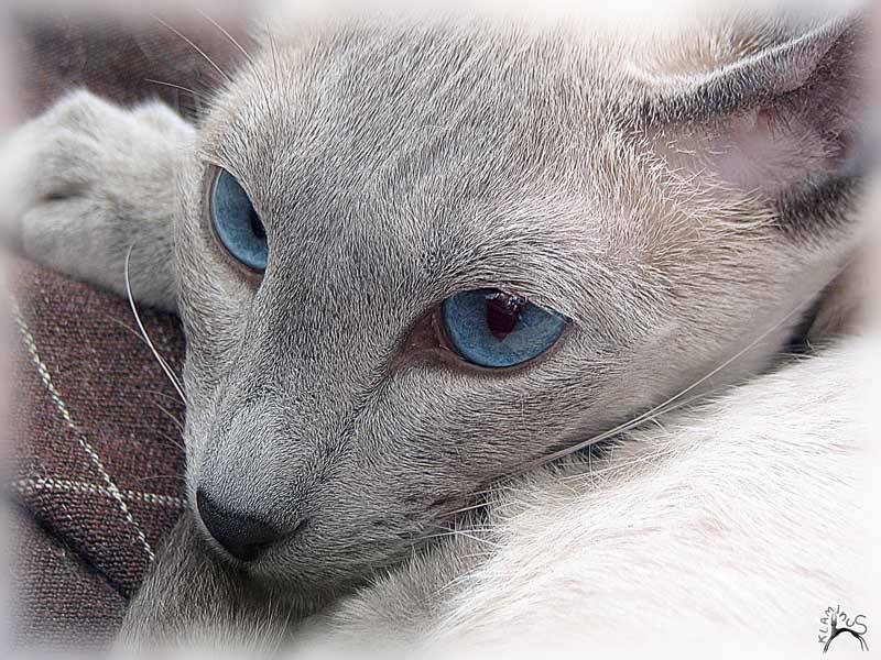.. сиамская кошка Ксю