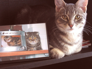 Picture kitty, cat
