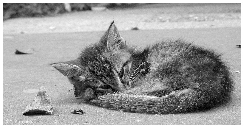 Тоже бомж... котенок