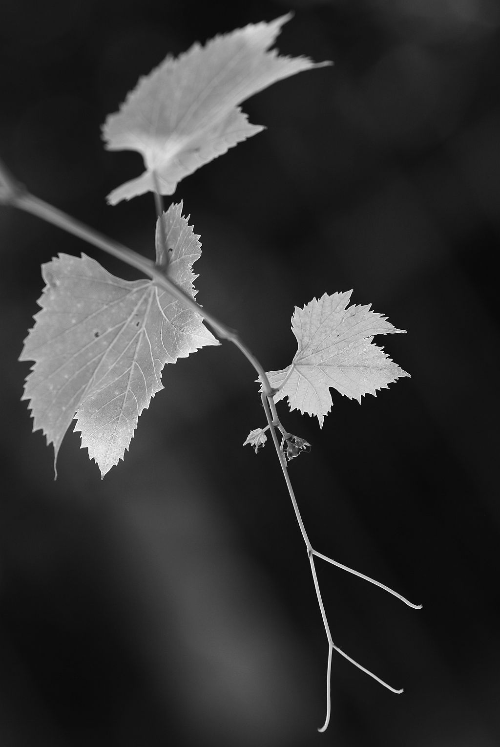 leaf graphic 