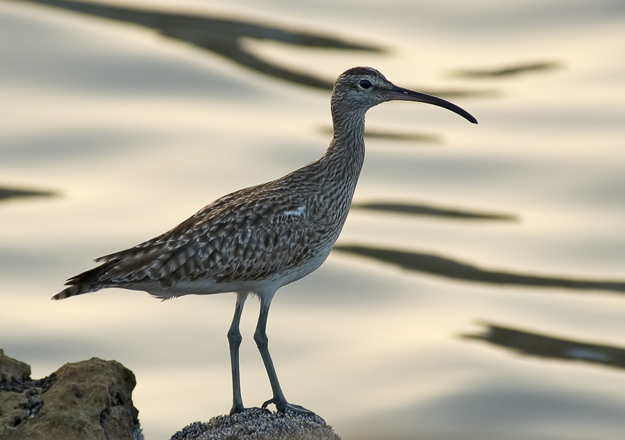 Закатный кроншнеп Средний кроншнеп, Whimbrel, Numenius phaeopus