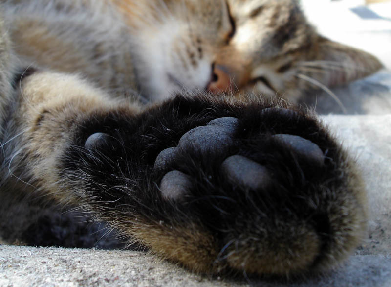 *** кошка