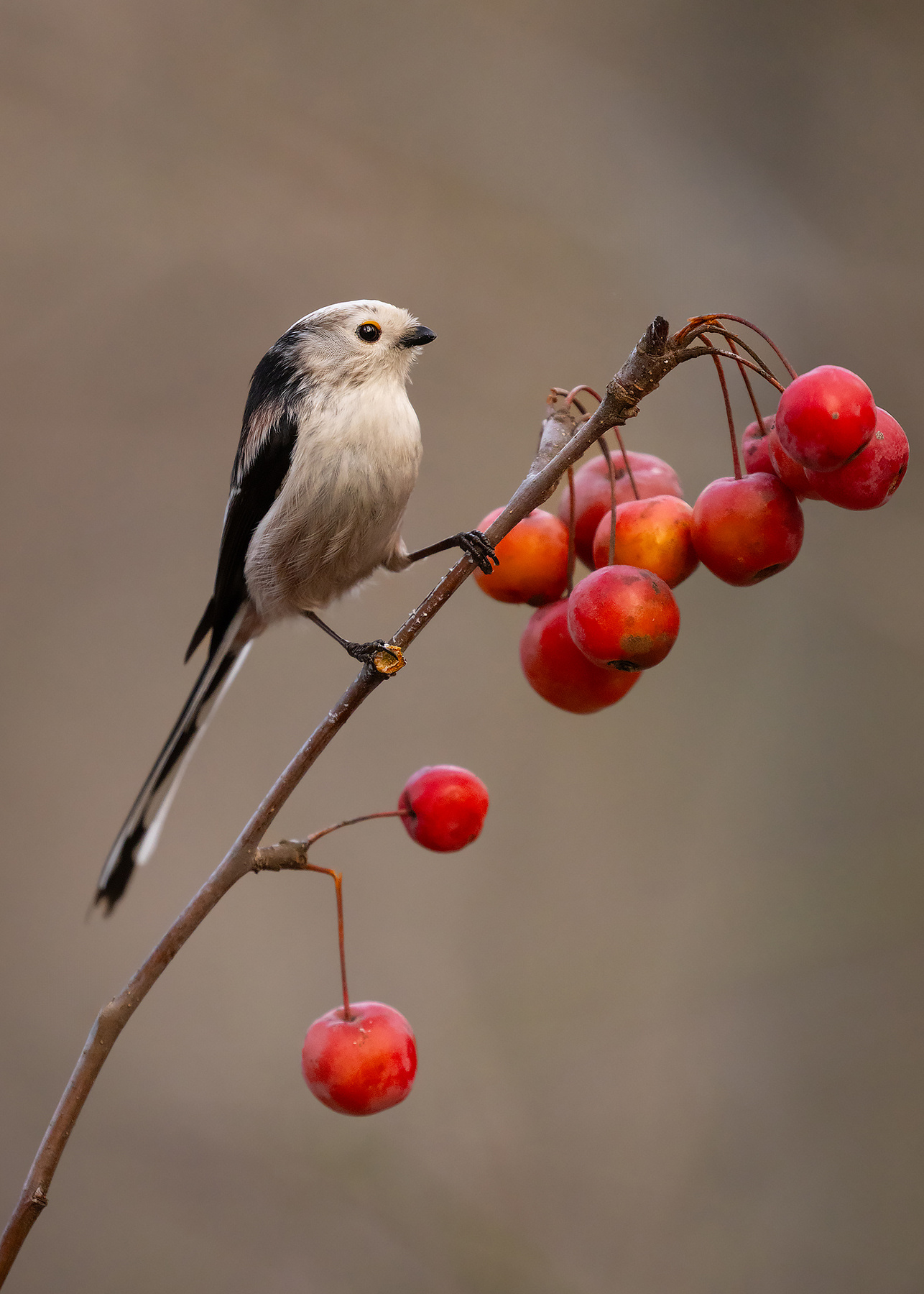 Long-tailed Ti 